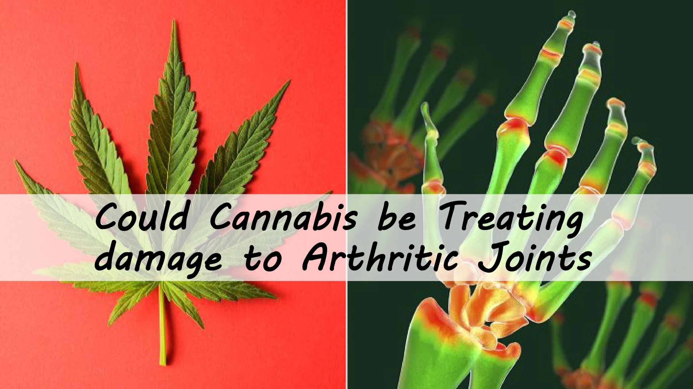 Could Cannabis be treating damage to Arthritic Joints